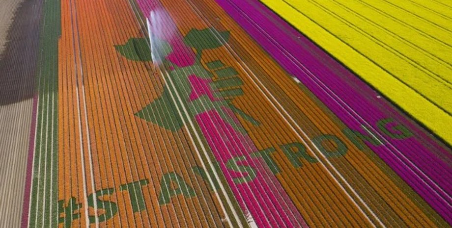 Фото: Dutchdaffodils