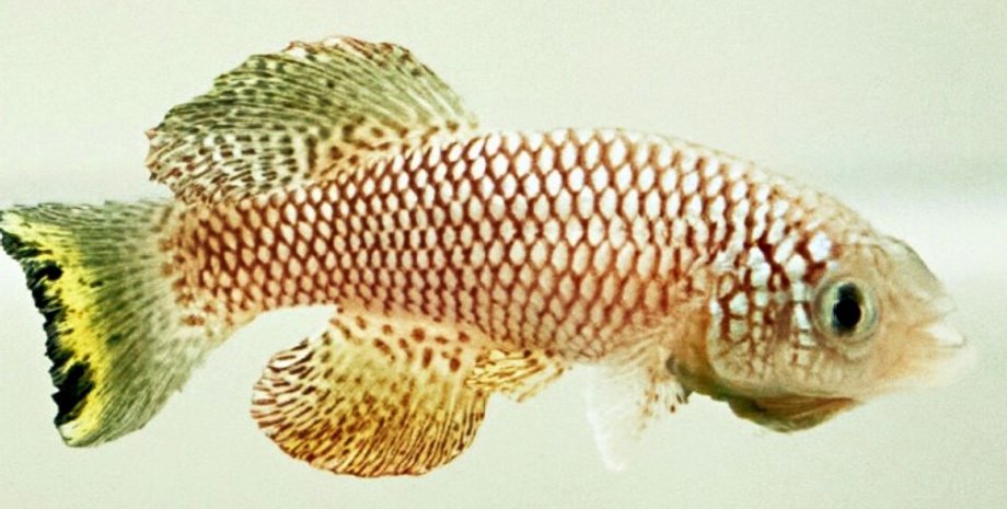 бирюзовый килфиш, бирюзовая рыба убийца