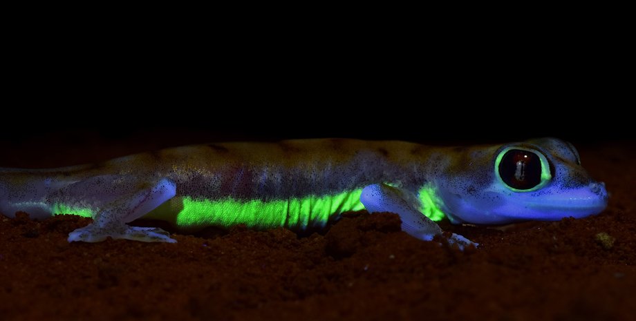 гекконы, флуоресценция