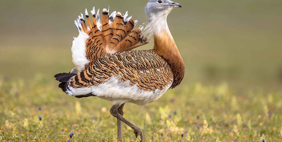 птах дрохва