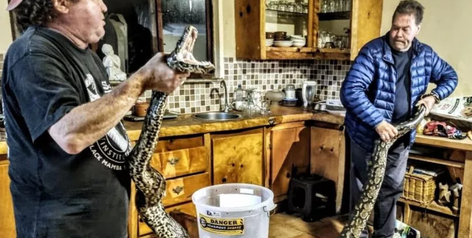 Пітона на своїй кухні виявила пенсіонерка з Південної Африки, рептилія, плазун, змія в будинку, фото, курйози