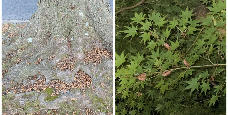 цикады, пробуждение цикад, цикады в США, брачный период цикад