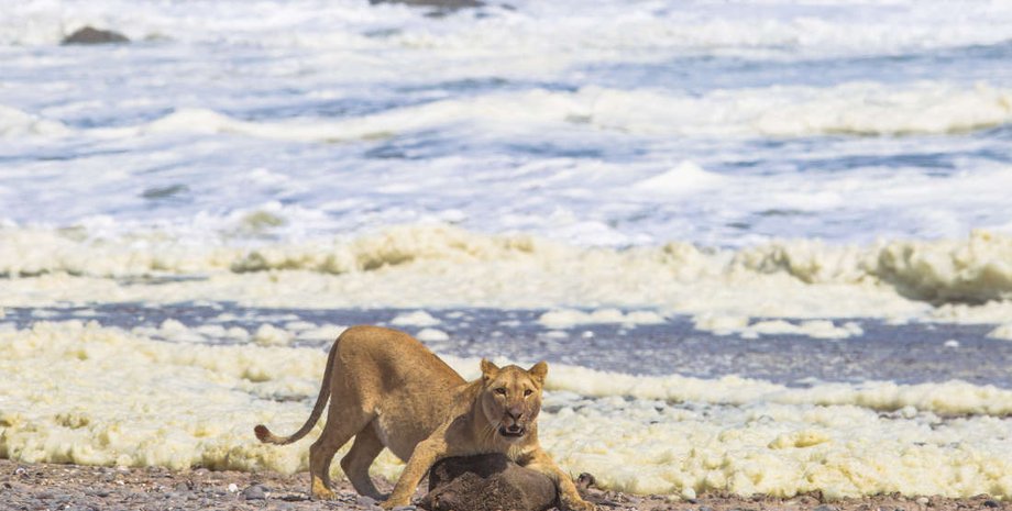 The Namibian Journal of Environment