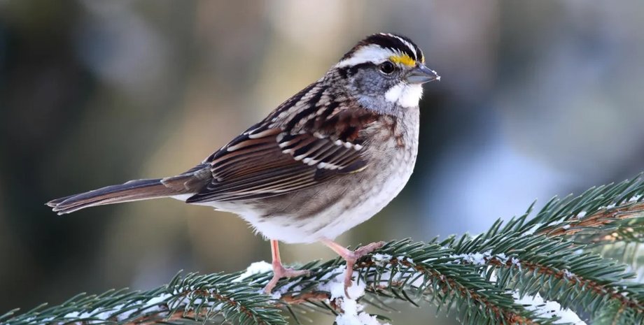 белогорлый воробей