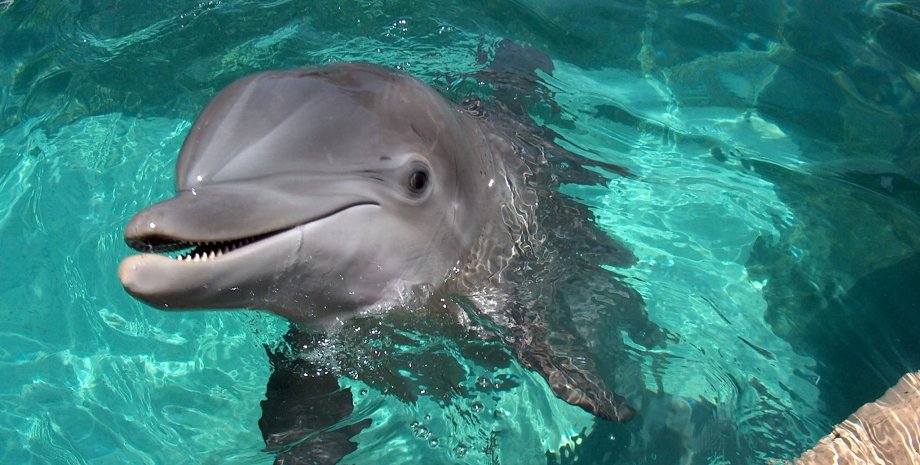 дельфін, вода, риси характеру, комунікабельність