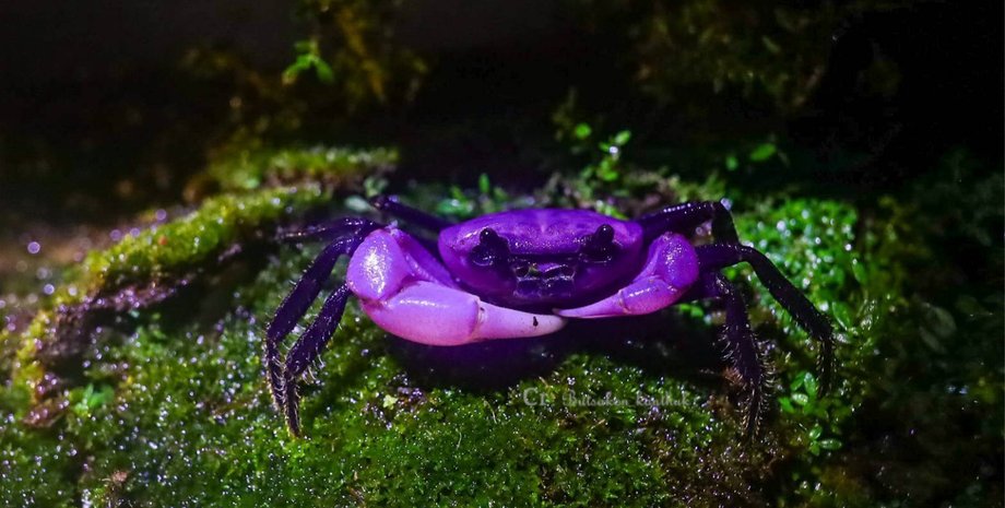 таїланд фіолетові краби