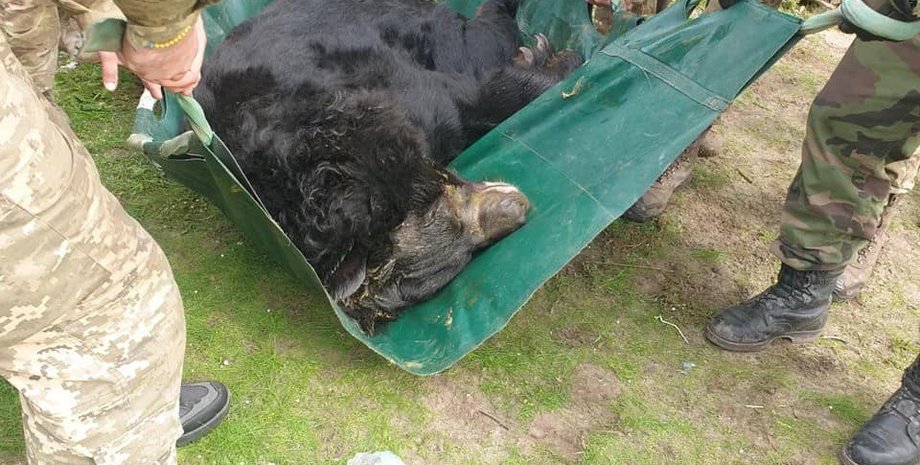 освобождение Лимана, спасли медведя, UAnimals, Арден, волонтеры, зоозащитники, оккупация