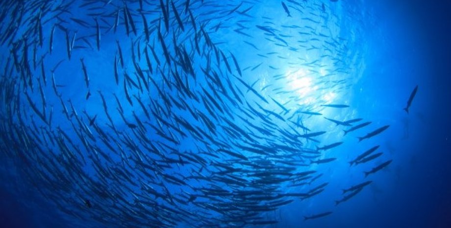 океан, риба, риба в океані