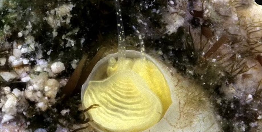 морская улитка, улитка, улитка маргарита