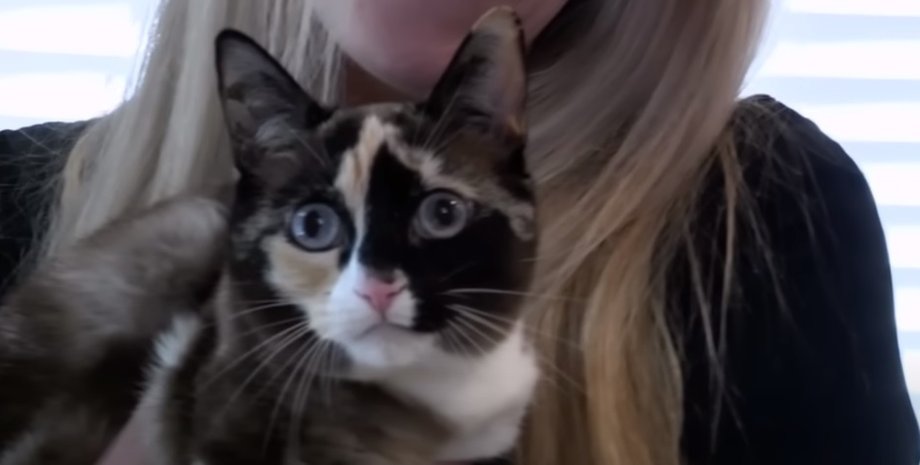 кошка Гелена