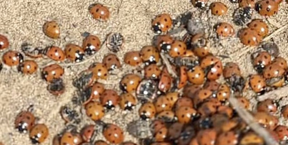 божьи коровки нашествие нашествие божьи коровки