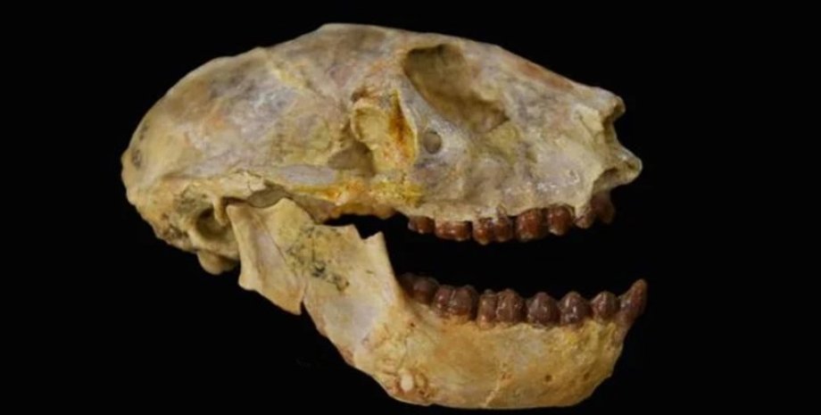 примат, окаменелость, останки