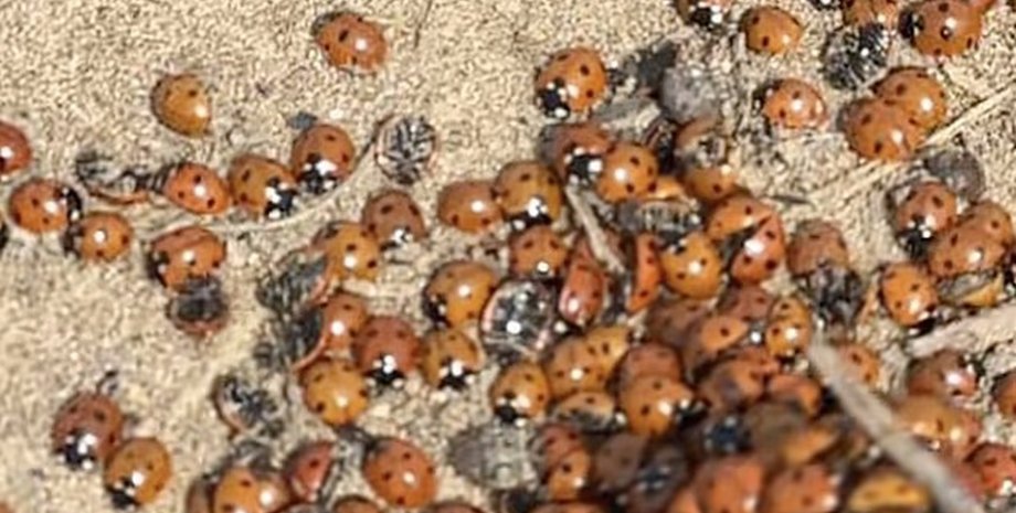 нашествие божьи коровки