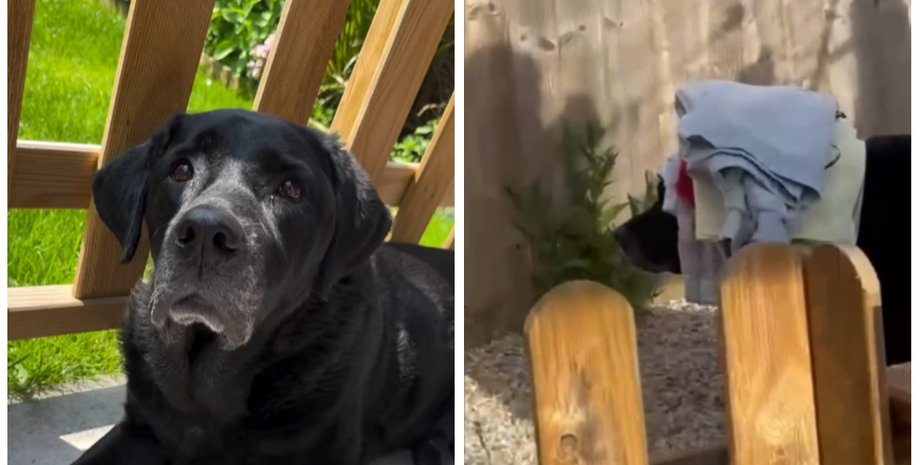 Лабрадор став зіркою мережі: активно допомагає хазяйці у домашніх справах