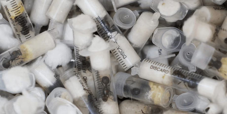 Муравьи, контрабанда, Кения