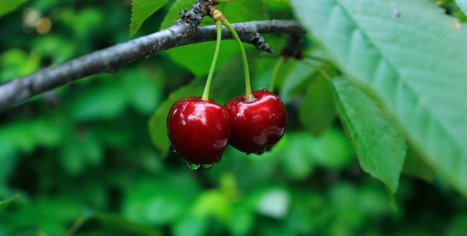 Вред черешни