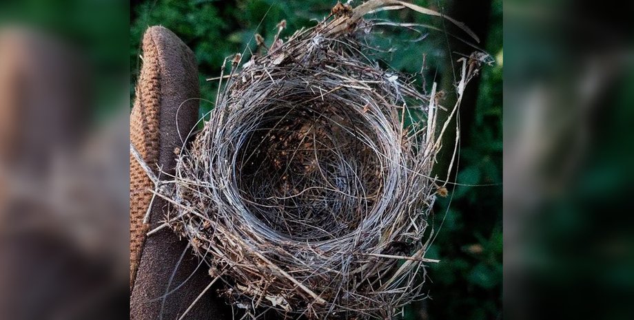 гнездо оптоволокно, FPV-дроны, оптоволокно FPV-дроны, гнезда птицы