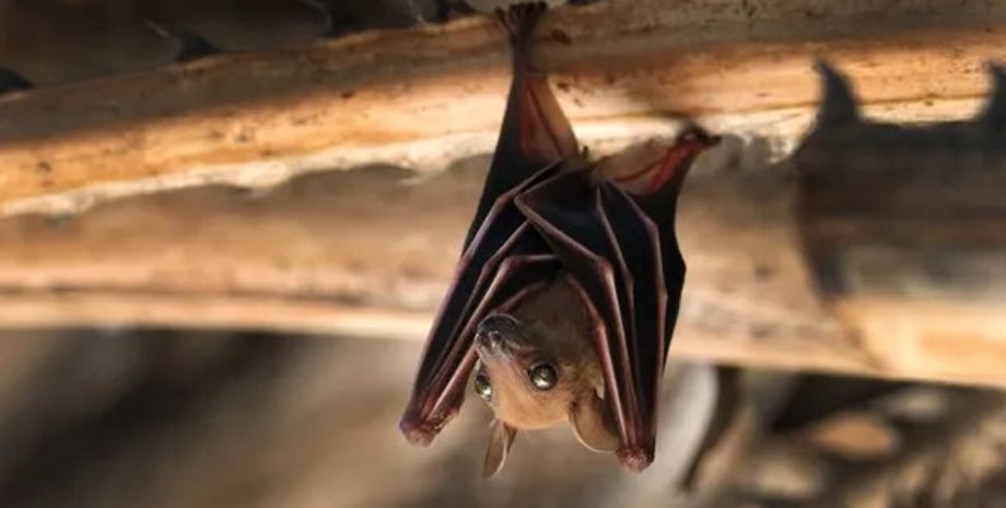 летучая мышь