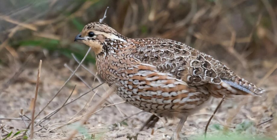 північний перепел птах