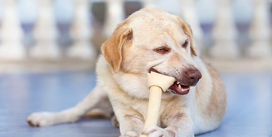 собаки, собаки игрушки, собаки жевательные игрушки