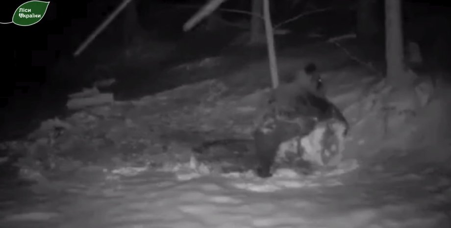 медведь, буковина, новости Черновцов, леса Украины, снеговик, снеговик