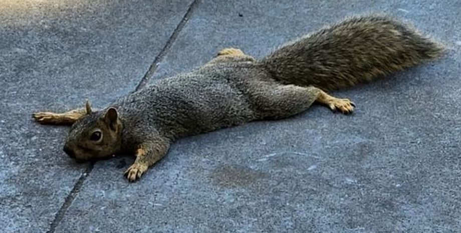 белки, белки в жару, распластанные белки