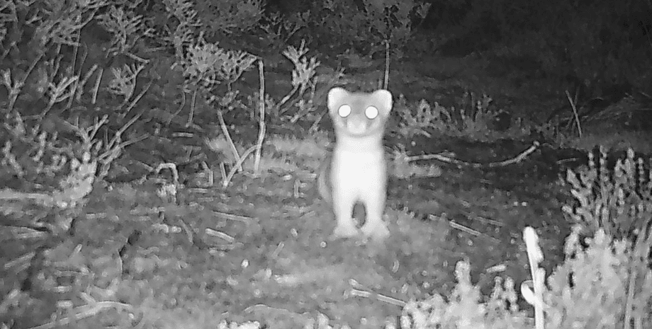 Самец горностая, хищник, сцинковые ящерицы, редкие животные, попугай, который не может летать, заповедник, остров, биозащита