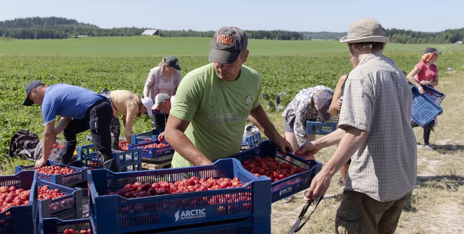сбор клубники в финляндии