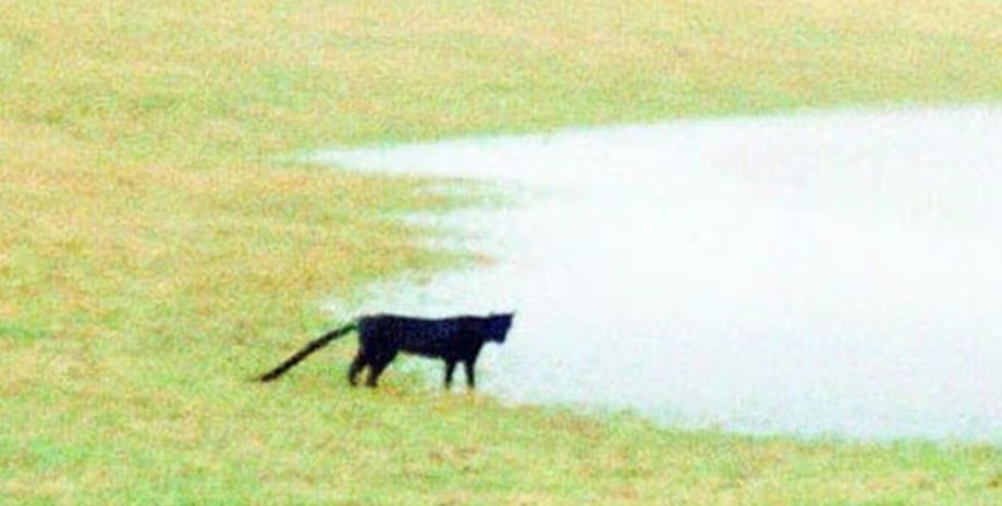 бодминское чудовище бодминское чудовище