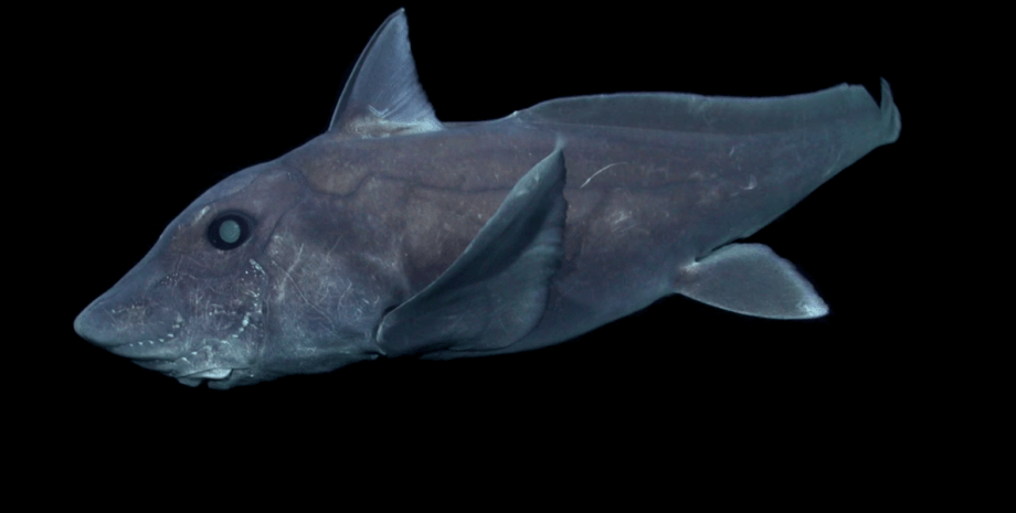Акула-призрак / Фото: Monterey Bay Aquarium Research Institute