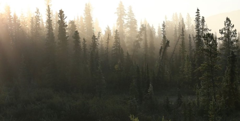 лісові пожежі, дерева пожежі