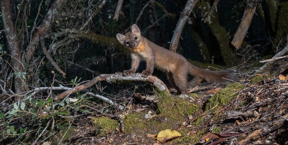 прибережні куниці популяція прибережних куниць