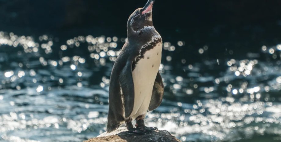 пингвин, пингвин солнце, пингвин жара