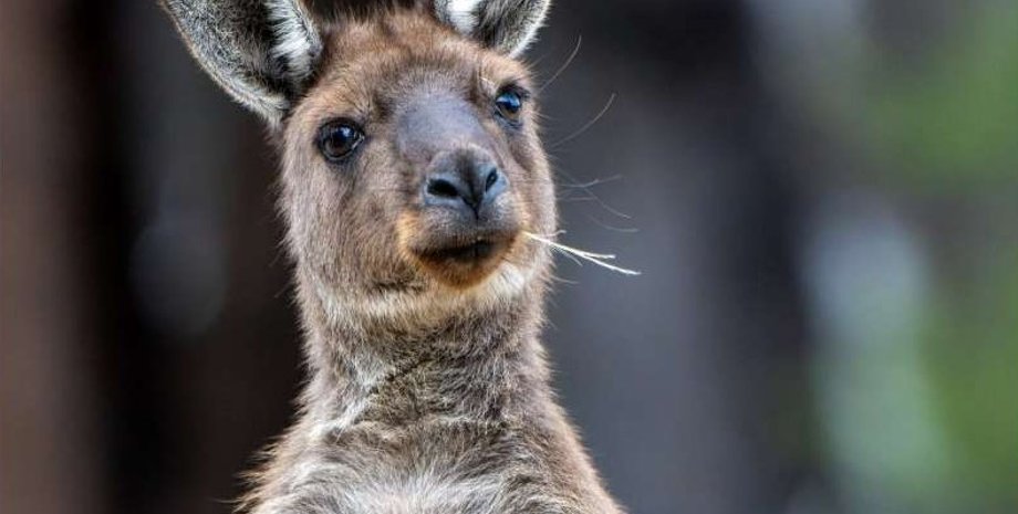 кенгуру, зубы кенгуру, возраст кенгуру
