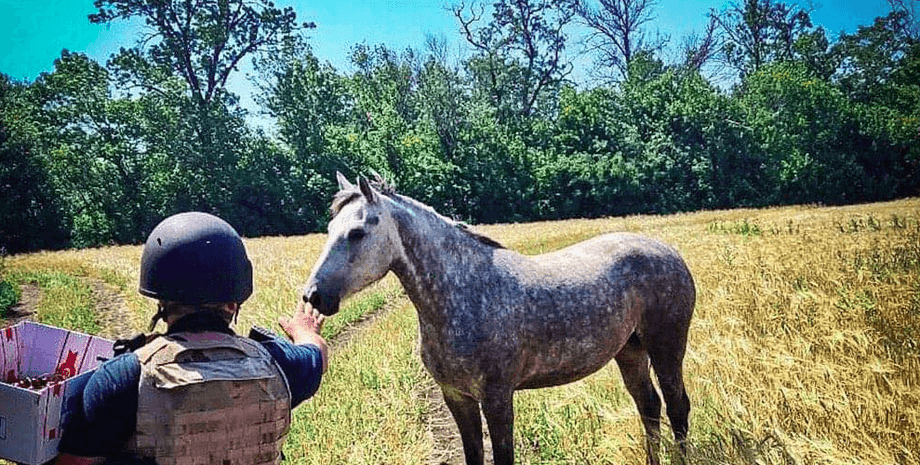 Конеферма обстрел выжившие кони животные лошади тероборона бойцы ферма