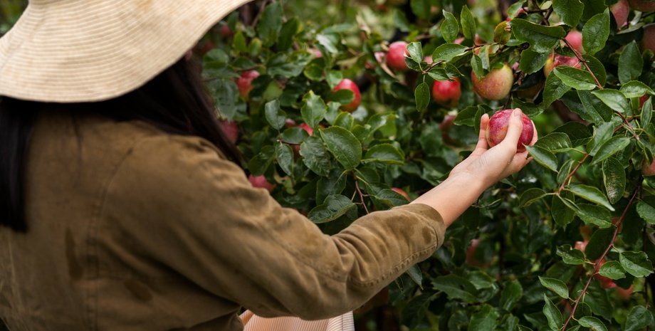 здоровое питание людей
