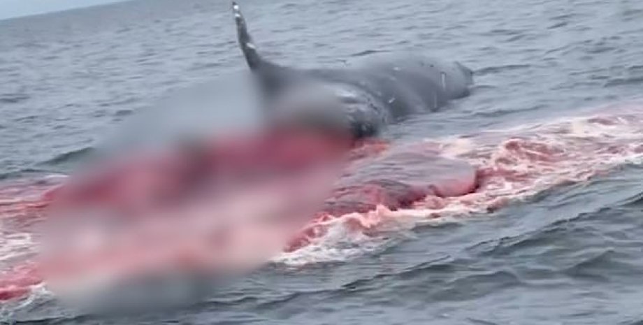 Горбатий кит вибухнув