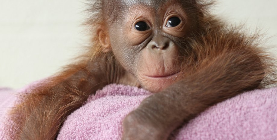 орангутан, малыш орангутана