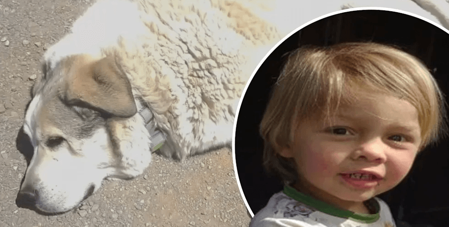 Собака привела домой пропавшего в пустыне маленького мальчика, как это могло произойти, все подробности странного случая