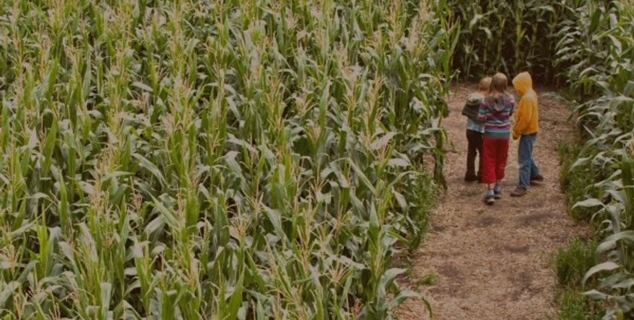 кукуруза, люди, лабиринт