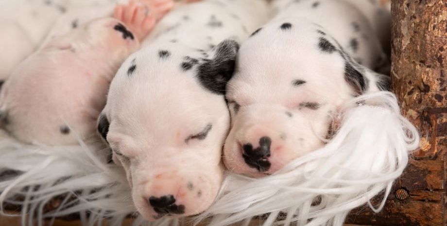 Такса приняла детенышей далматинца, как это могло случиться, интересные истории, странные случаи из жизни, интересности