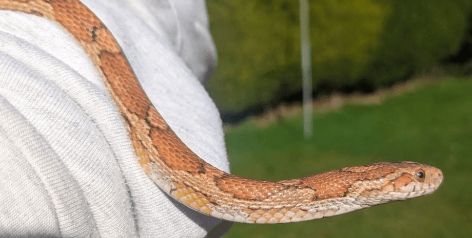 Змея спустя год вернулась к хозяйке, змея, рептилия, домашние животные, курьезы, птица принесла змею, домашняя змея