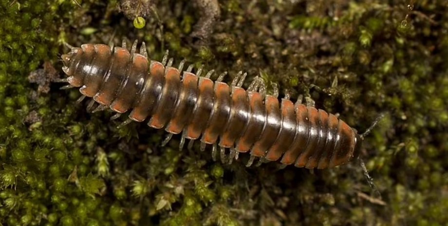 багатоніжка, Nannaria swiftae