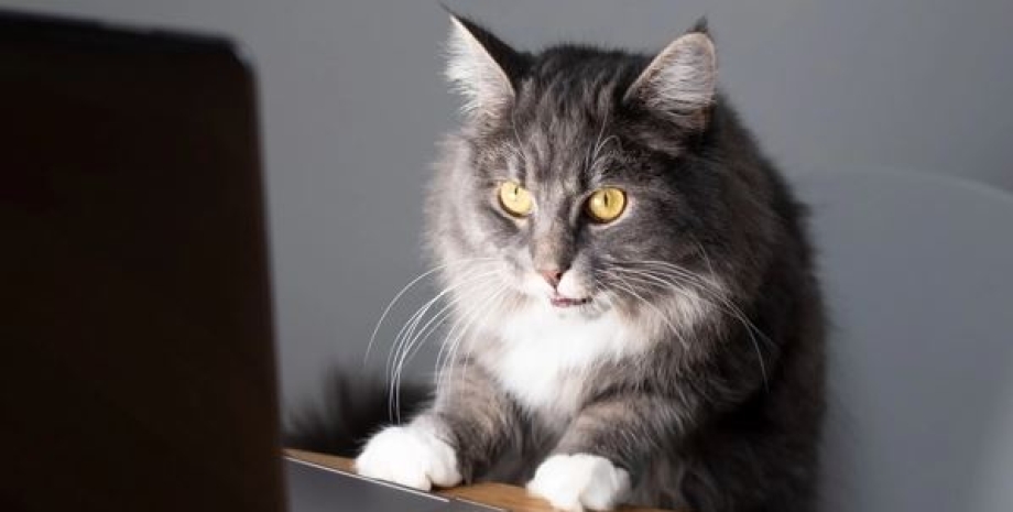 кіт, кіт перед ноутбуком, кіт з ноутбуком, шокований кіт, здивований кіт, кіт з комп'ютером