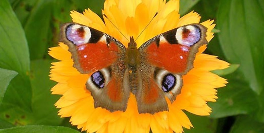 Иллюстративное фото: NBC News