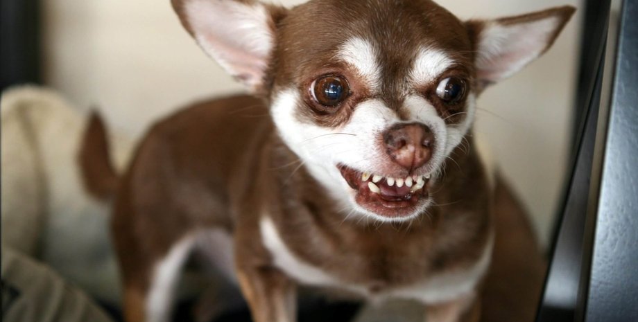 Собака, маленькая собака, чихуахуа, злой чихуахуа