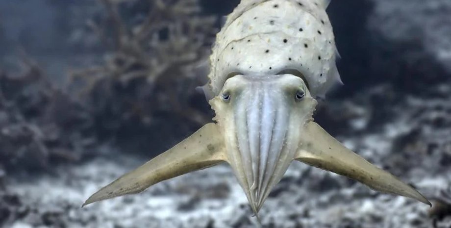 каракатица, широколювая каракатица