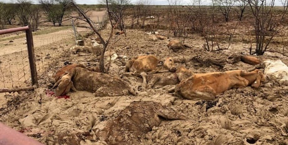 Фото: Rachael Anderson