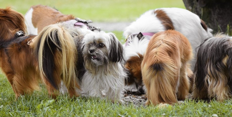 собаки член семьи продолжительность жизнь здоровые собаки, живущие долго собаки, породы собак