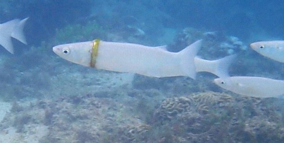 кефаль, рыба, обручальное кольцо